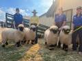 These Schweizerischer ewes featured at our Royal Bathurst Show.