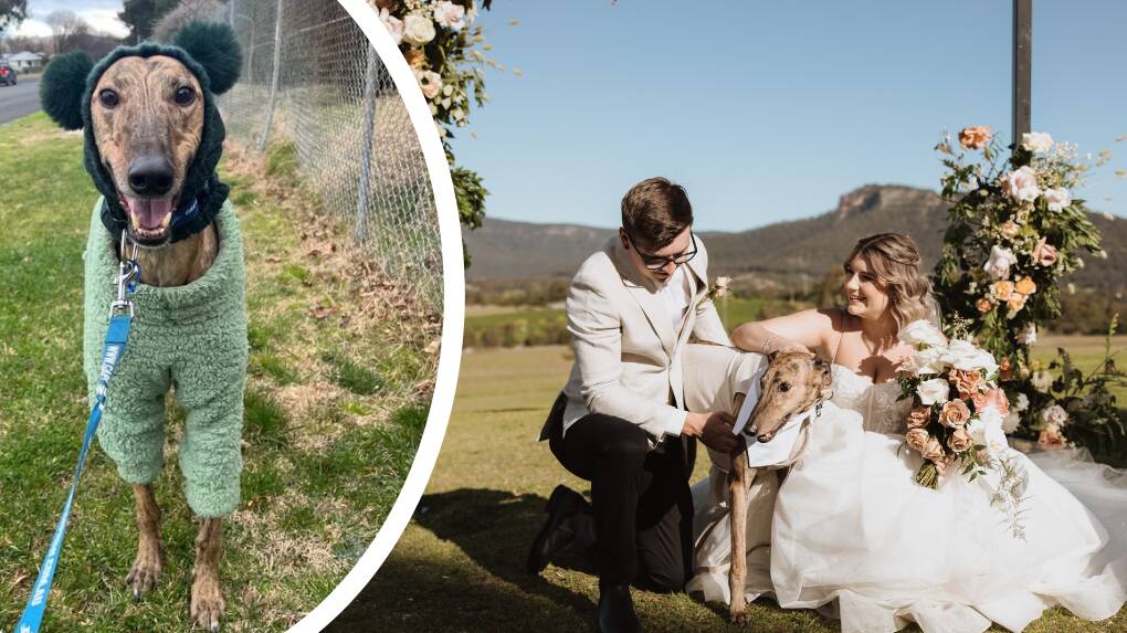 Blayney-based newlyweds Ashleigh and Ricky Parsonage with their greyhound Percy. Pictures supplied.