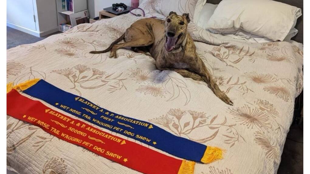 Percy took first and second places in Blayney's Wet Nose, Tail Wagging 2022 Pet Dog Show. Picture supplied.