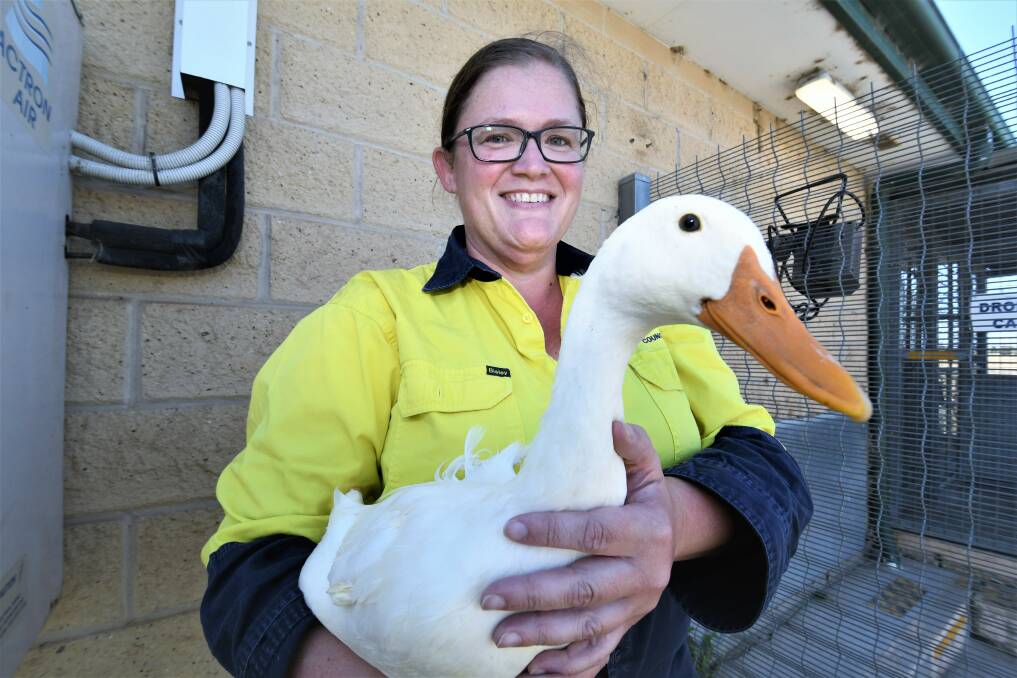 Animal attendant at Bathurst Small Animal Pound Julie Miller with the duck they have named Ferdinand. Picture by Chris Seabrook