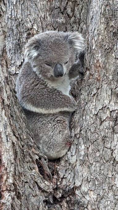 A Koala has been spotted in the bush land near Mount Panorama. Picture by WIRES volunteer Louise OBrien