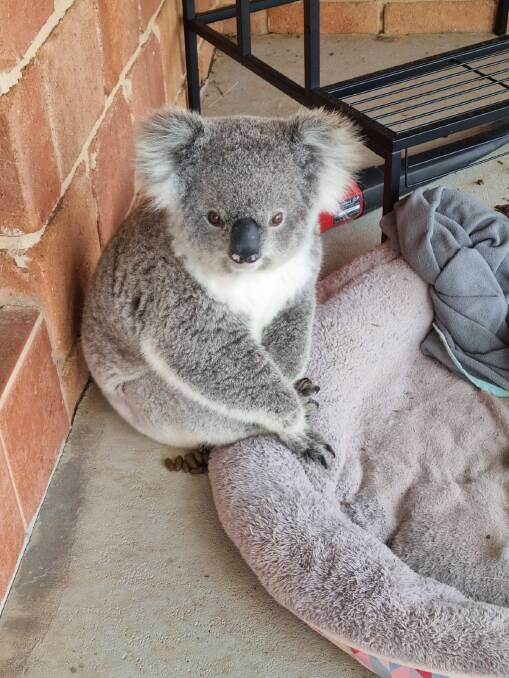 Yuki the koala was seeking refuge in the comfort of a dog bed, at a home in Fosters Valley. Picture supplied