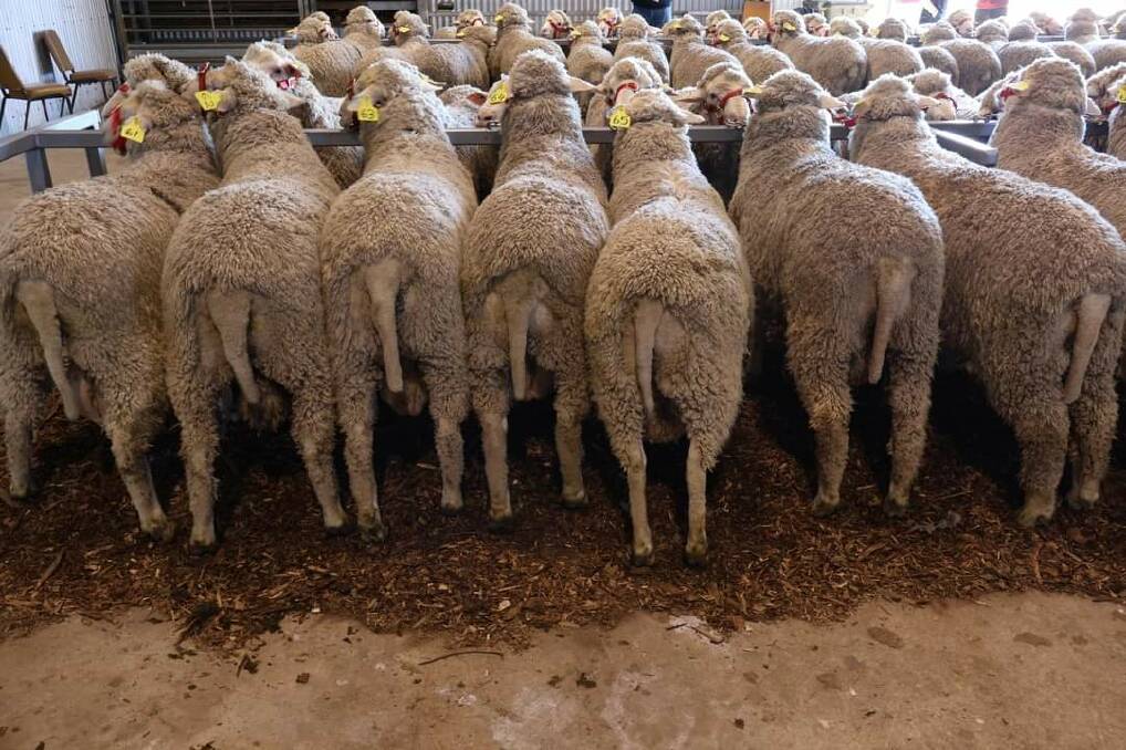 These seven rams were sold at Parkdale Ram Sale at Collie.
