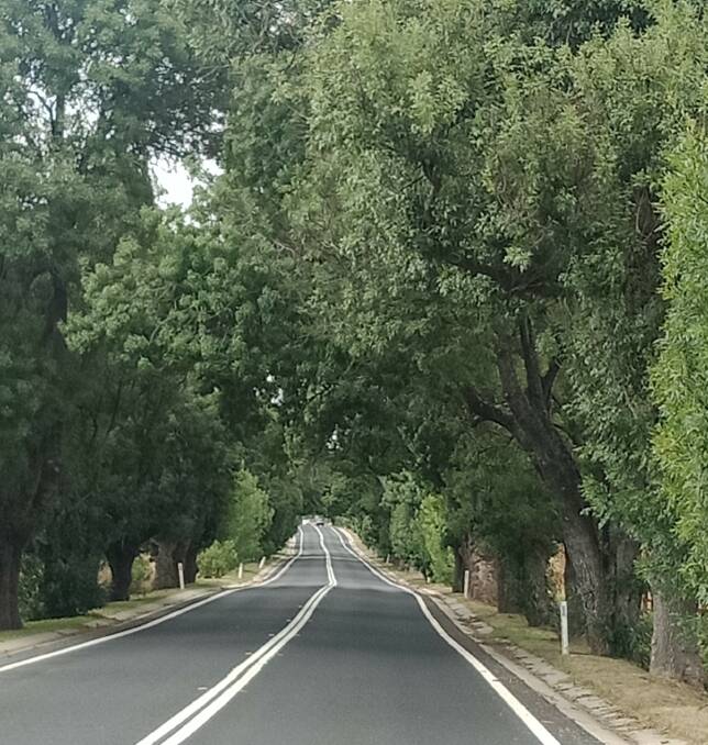 The Anzac Memorial Avenue of Trees at O'Connell.