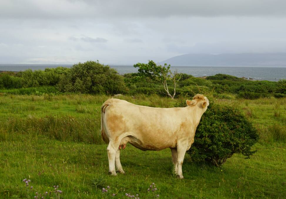 An Irish cow with a lovely view of Galway Bay this week. (Thank you Gerard.)