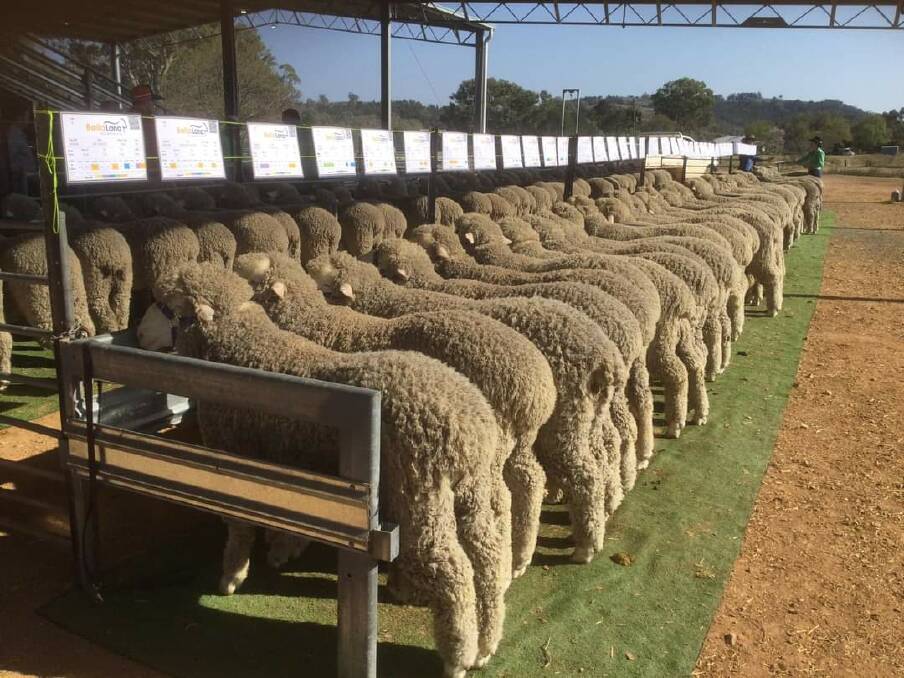 A lot of these Bella Lana hogget rams were bought by breeders in our district.