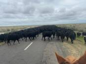 The drover's view of some young Angus heifers on the saltbush plain near Jerilderie.