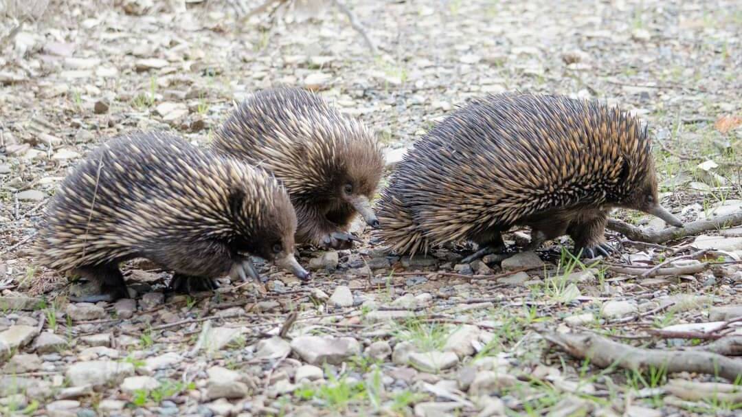 Even echidnas have the eternal triangle.
