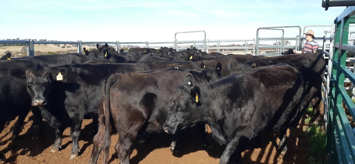 These Angus cows are in good order to calve in September.