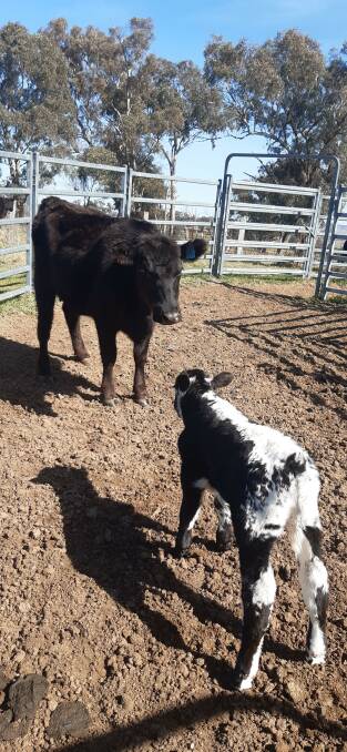 A mother and son moment. This is her first calf.