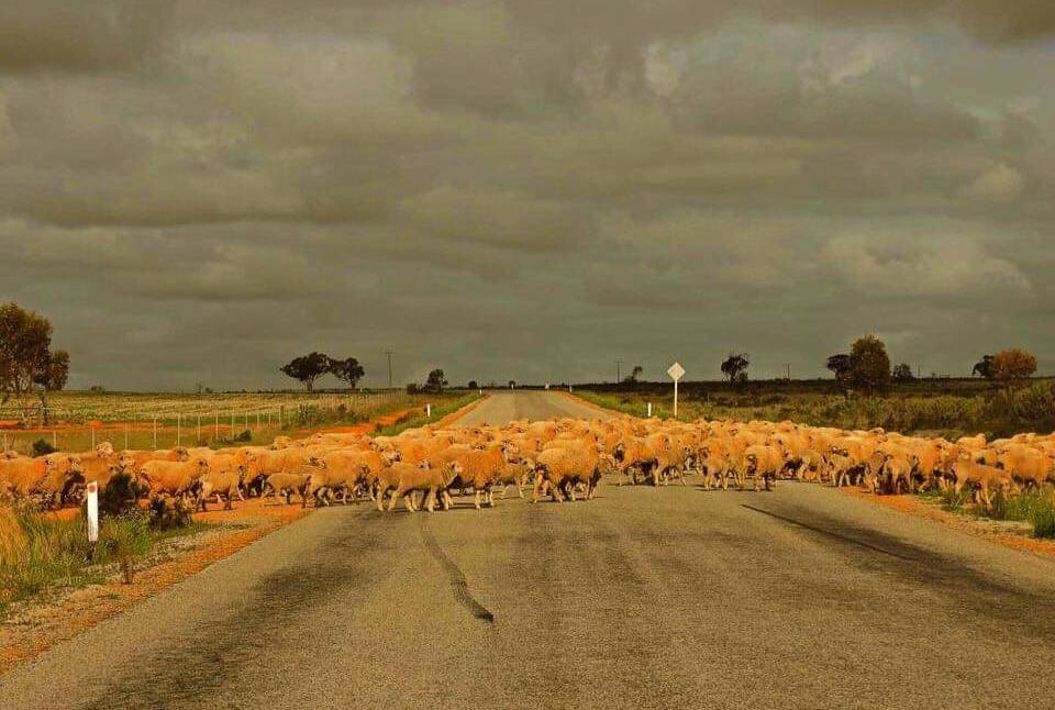 Travelling sheep on a highway near Trangie - the first sign of dry weather.