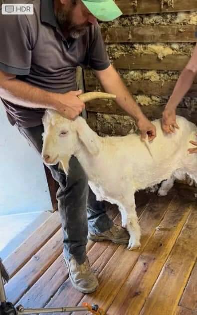 An outstanding SRS Angora buck goat cut nine kilograms of 18 micron fleece with a 300-millimetre staple length.