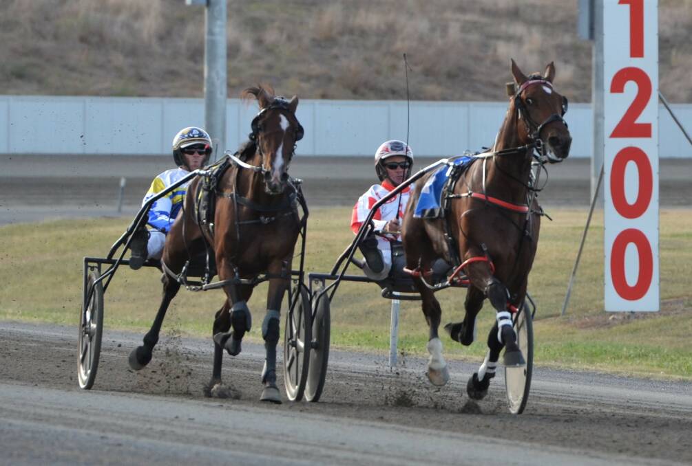 Both Tempting Tigress (left) and Jewel Melody (right) will line up in Saturday's Gold Bracelet Final after their blistering display in the heats. Picture by Anya Whitelaw