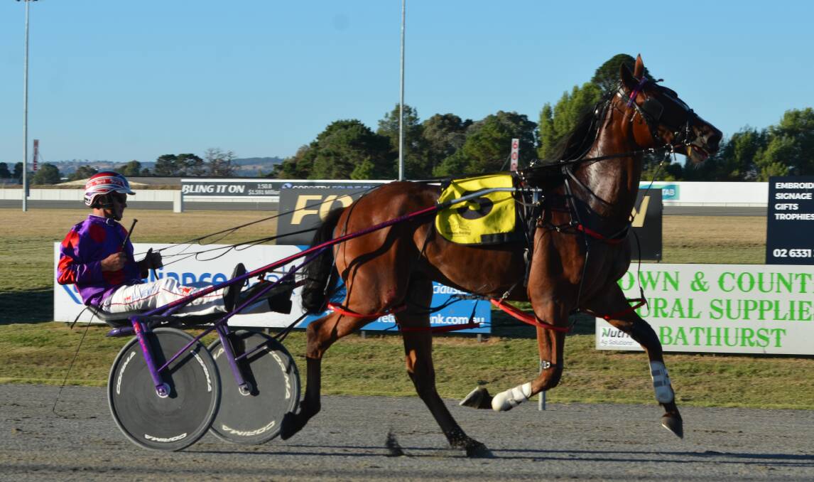 Royal Cruiser is one of two Bernie Hewitt runners who will contest the Gold Crown Final on Saturday night. Picture by Anya Whitelaw