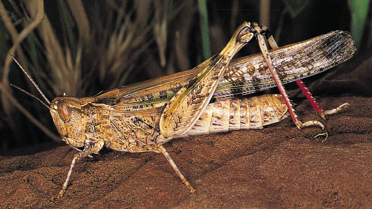 INVADERS: Landholders are urged to keep a look out for locusts. Photo: SUPPLIED
