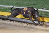 Palawa King on his way to victory earlier in his career. Picture by Greyhound Racing NSW
