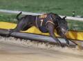 Palawa King on his way to victory earlier in his career. Picture by Greyhound Racing NSW