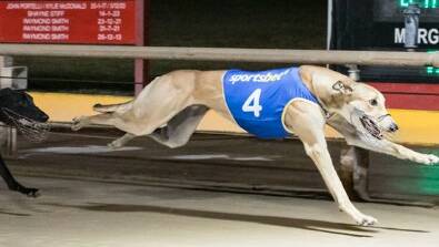 See all the action at the greyhound racing on Saturday.