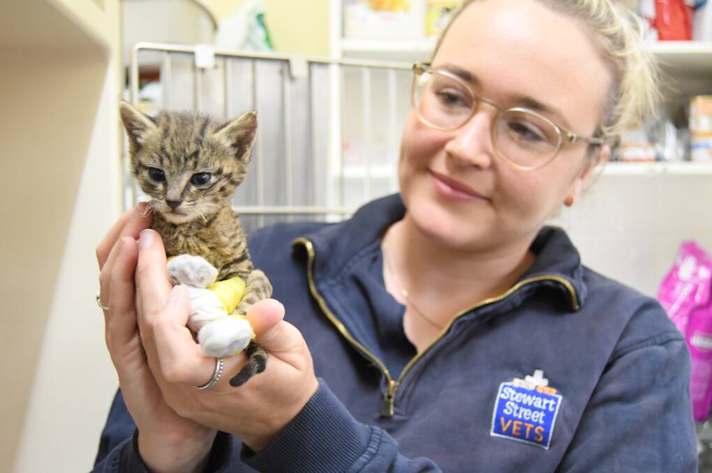 Kittens in recovery after bushfire ordeal