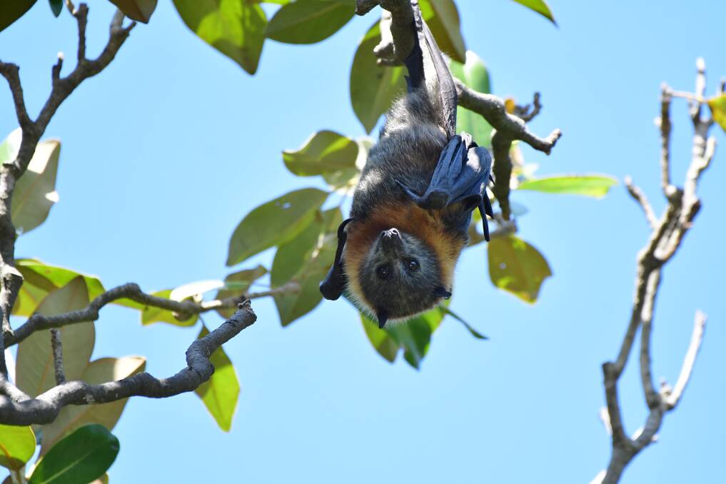 PHOTOS: Flying foxes roosting in Machattie Park 