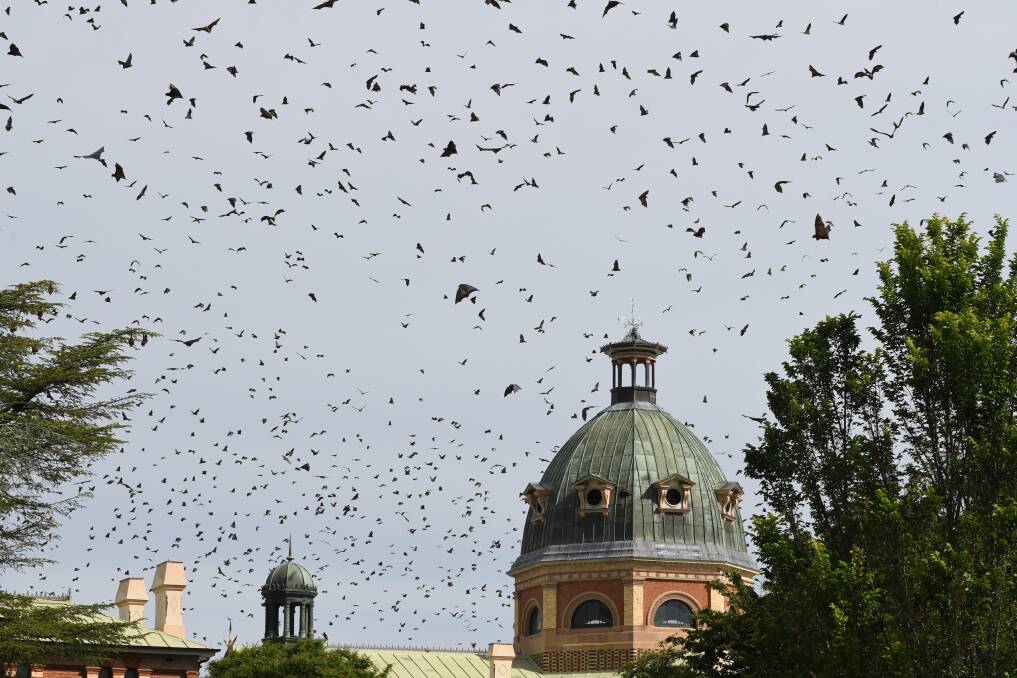 A sea of flying foxes in the sky above Machattie Park and Bathurst Court House on November 9, 2023. Picture by Rachel Chamberlain
