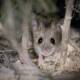 A special breeding program is returning the endangered Pookila mouse to a Melbourne botanic garden. (HANDOUT/ZOOS VICTORIA)